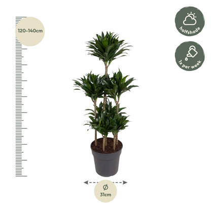 Dracaena Compacta Karussell – 130 cm – ø31