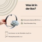 ROOTLESS Succulent Echeveria Lilacina op Muurdeco standaard zwart Ø20 cm - ↕20 cm