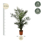 Phoenix Canariensis - 140 cm - Ø21cm