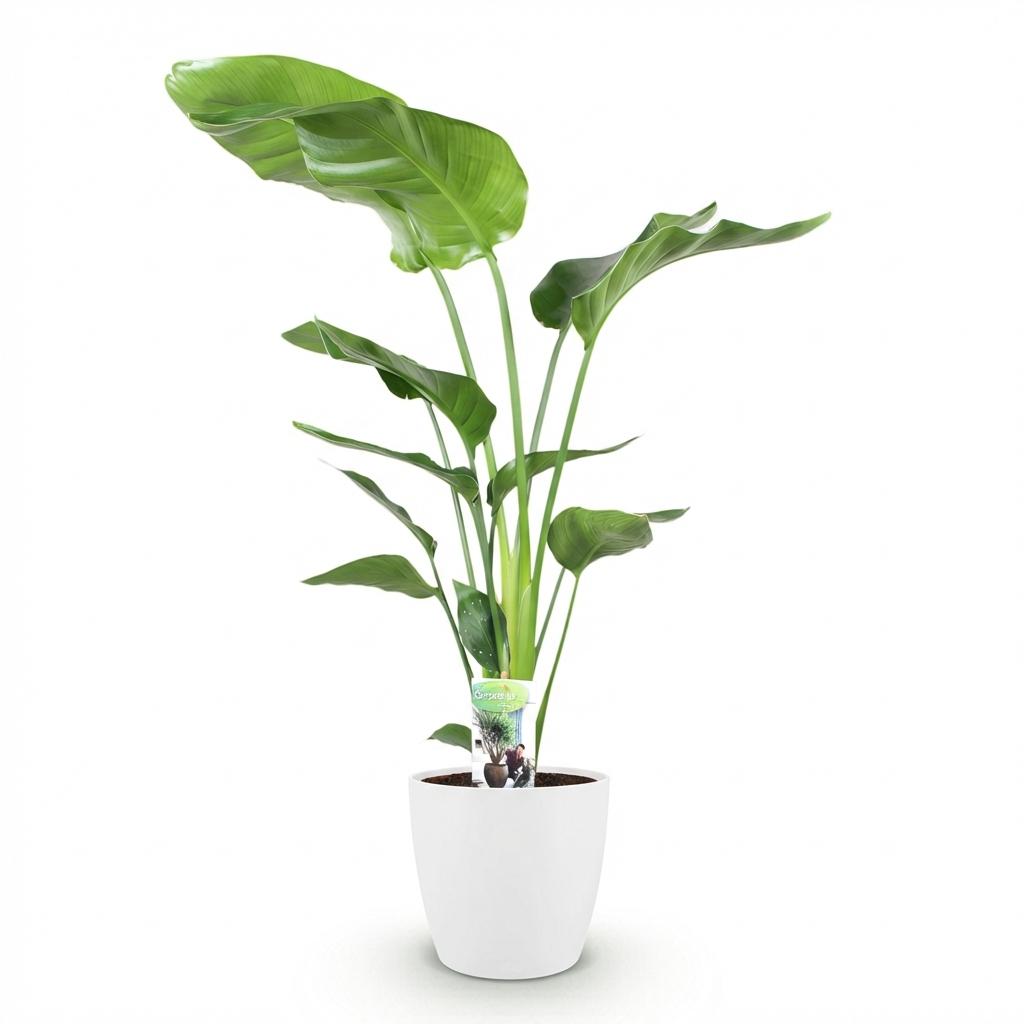 Green BoutiQ - Kamerplanten - Strelitzia Nicolai - Paradijsvogelbloem - Weinig onderhoud - Groen - 1 Plant - met Potter Wit - Pot 21cm - Hoogte 110-120cm