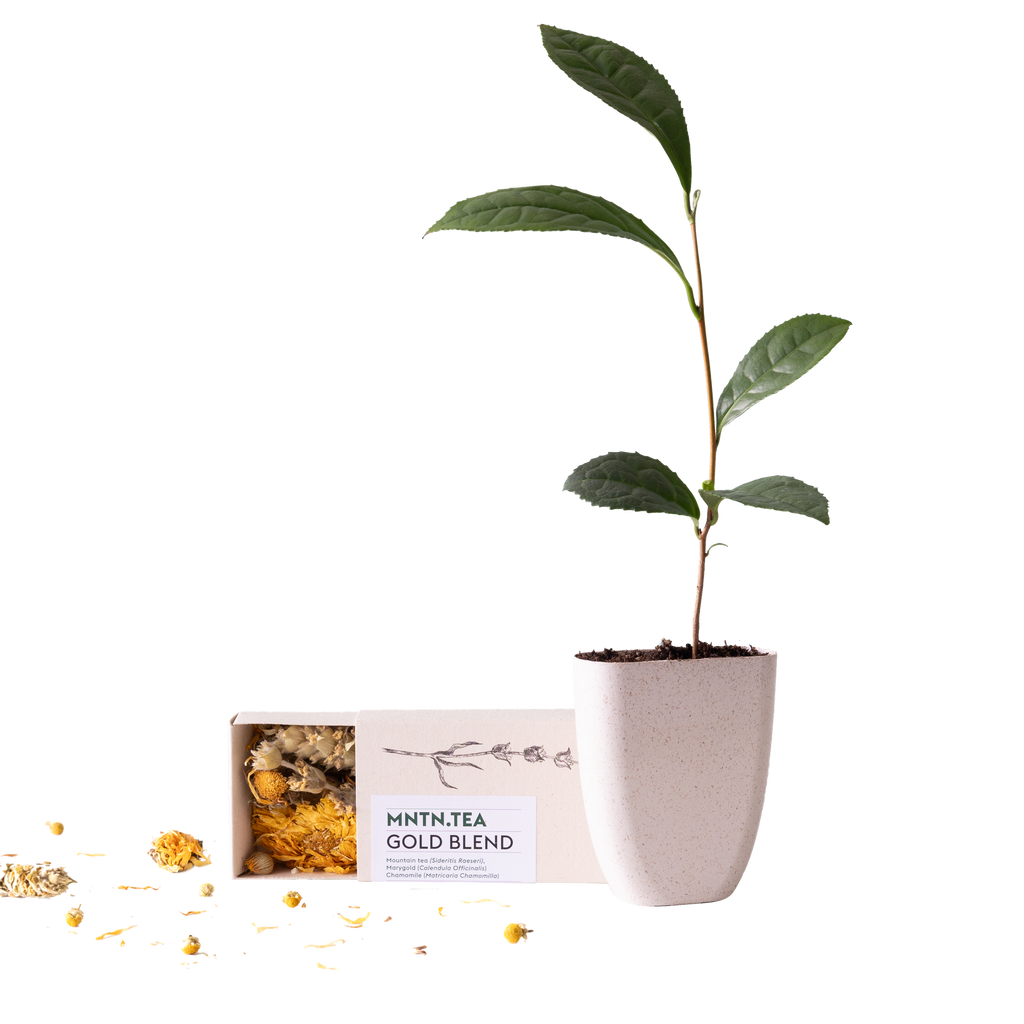 Tea break - Gold Blend thee én theeboom stekje