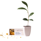 Tea break - Gold Blend thee én theeboom stekje