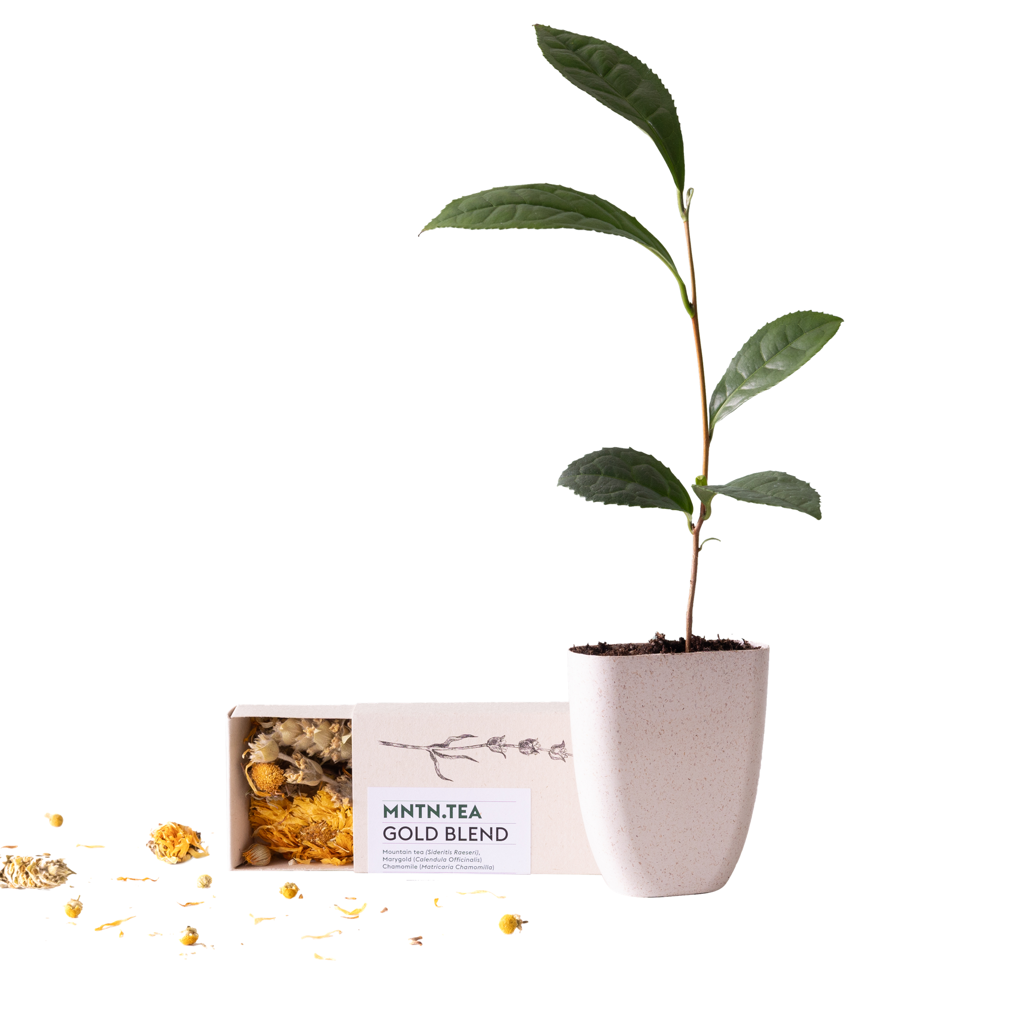 Tea break - Gold Blend thee én theeboom stekje