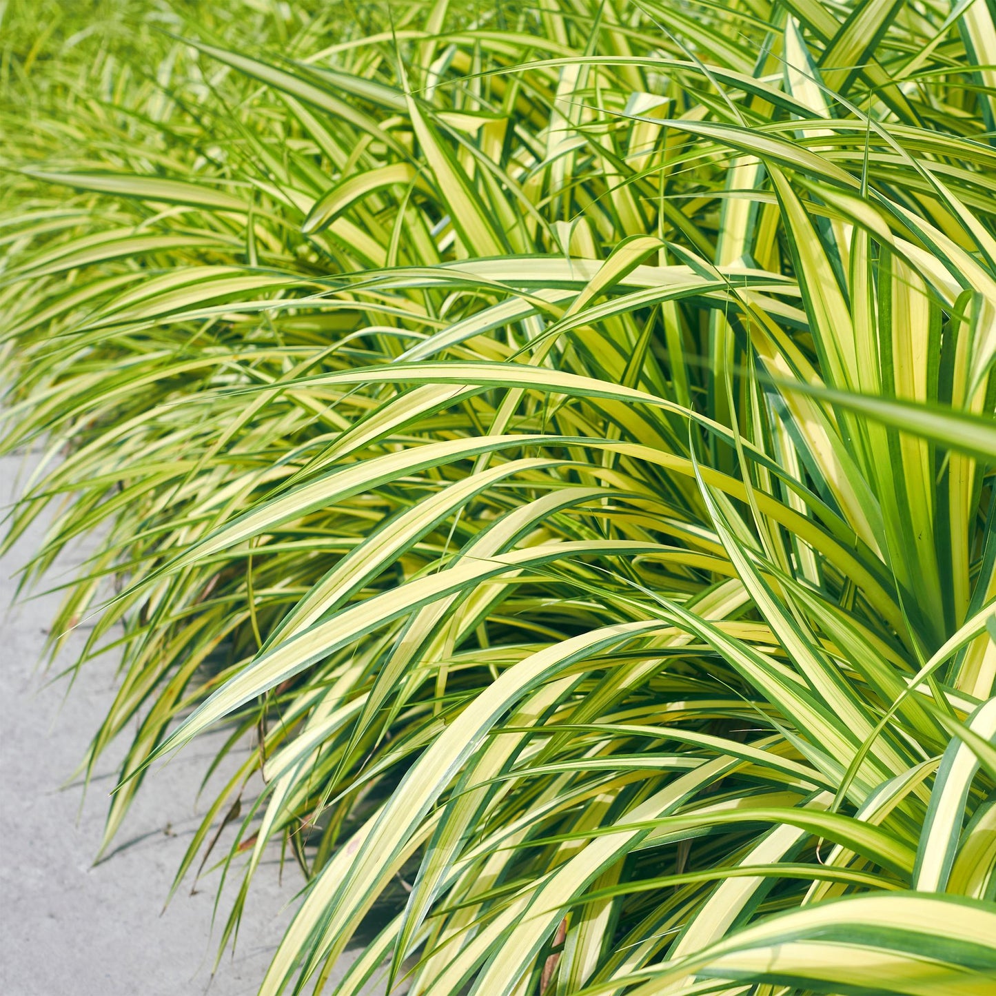 Green boutiQ – Ziergräser – Carex oshimensis Evergold – Gelb &amp; Grün – 4 Pflanzen – Immergrün – Geringer Pflegeaufwand – Topf 17 cm, Höhe 50 cm