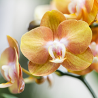 Kolibri Orchids | COMBI DEAL van 4 Phalaenopsis orchideeën - Las Vegas - potmaat Ø12cm | bloeiende kamerplant - vers van de kweker