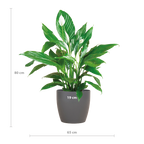 Spathiphyllum met Viber grijs - 80cm - Ø21