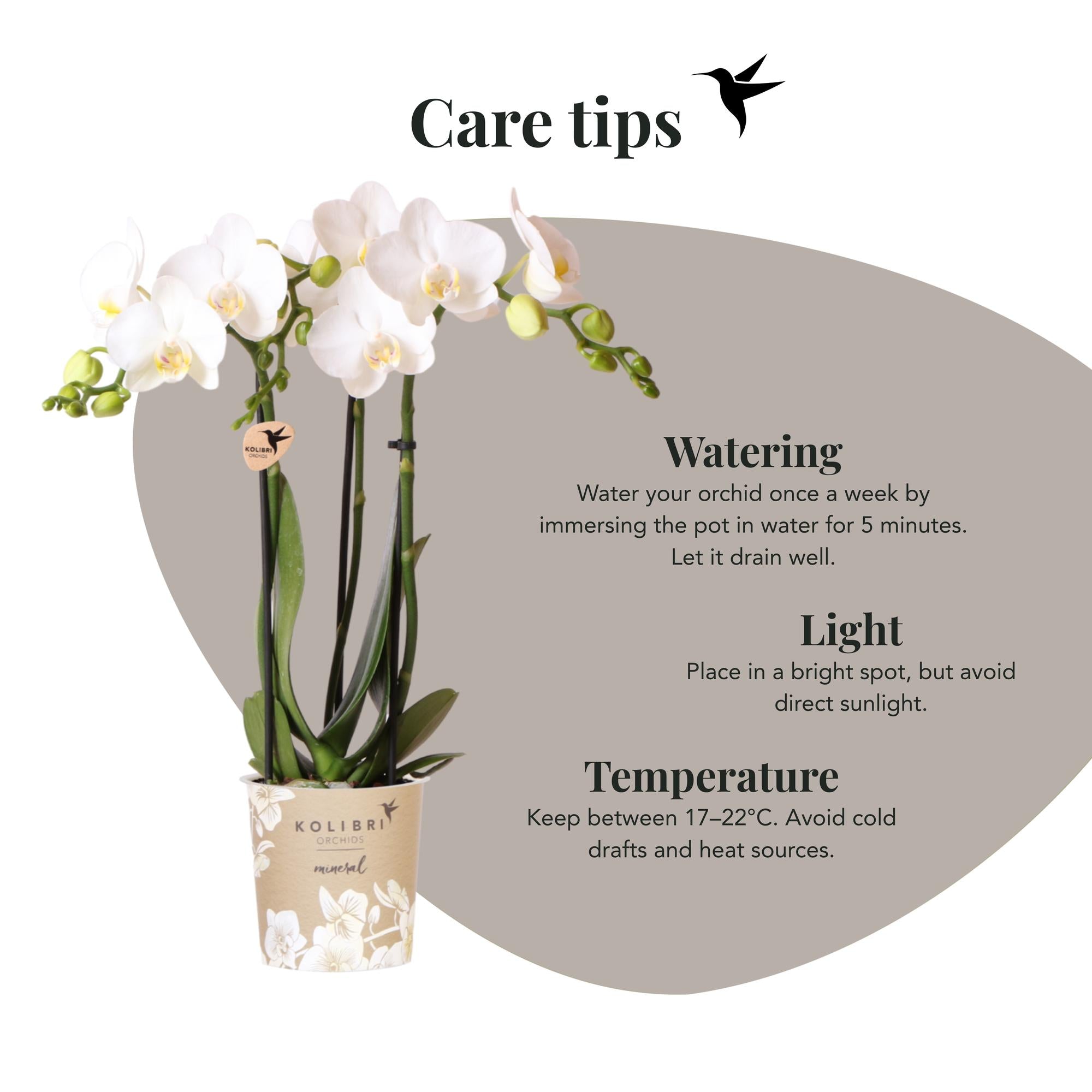 Kolibri Orchids | witte Phalaenopsis orchidee potmaat Ø9cm | Amabilis | bloeiende kamerplant - vers van de kweker