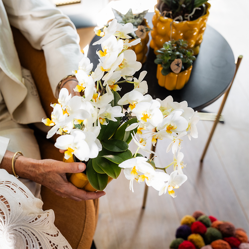 Orchidées Kolibri | Plante cadeau pour souhaiter un prompt rétablissement | Orchidée de Lausanne avec pot, carte et sac cadeau