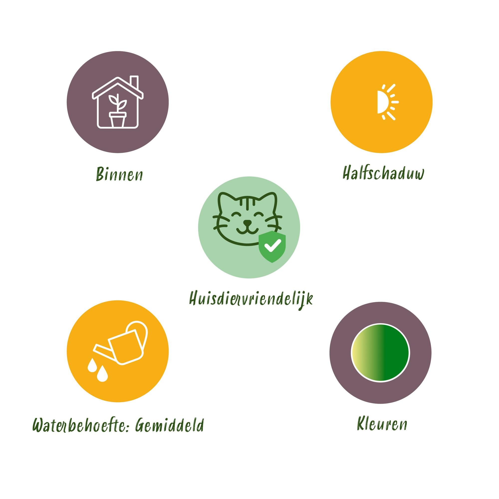 Green boutiQ - Kamerplant - Chlorophytum comosum Bonnie - Krullende Graslelie - Huisdiervriendelijke Plant - Groen - 1 Plant - met Mand - Pot 12cm - Hoogte 20cm