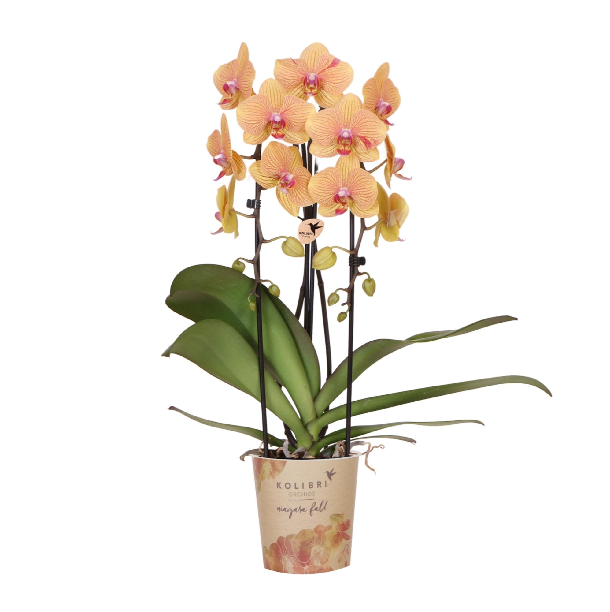 Orchidées colibri | Orchidée phalaenopsis orange, pot de 12 cm de diamètre | Sunny Bunny | Plante d'intérieur fleurie - fraîchement cueillie