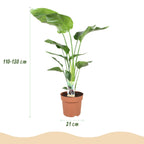 Green BoutiQ - Kamerplanten - Strelitzia Nicolai - Paradijsvogelbloem - Weinig onderhoud - Groen - 1 Plant - met Potter Grijs - Pot 21cm - Hoogte 110-120cm