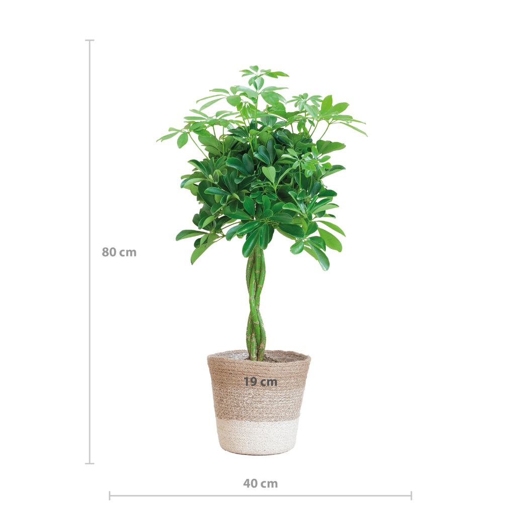 Schefflera Arab Nora met Mand Lissabon wit  - 70cm - Ø21