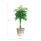 Schefflera Arab Nora met Mand Lissabon wit  - 70cm - Ø21