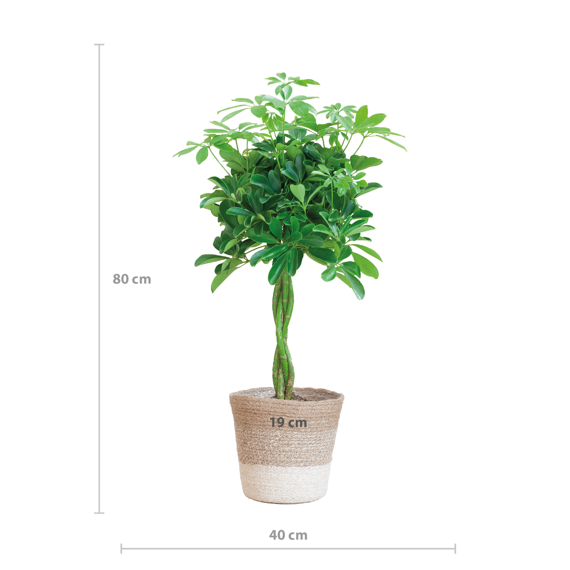 Schefflera Arab Nora met Mand Lissabon wit  - 70cm - Ø21