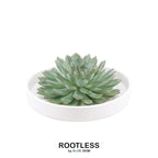 ROOTLESS Succulent Echeveria Pulidonis in schaal 'wit' Ø20 cm - ↕5 cm