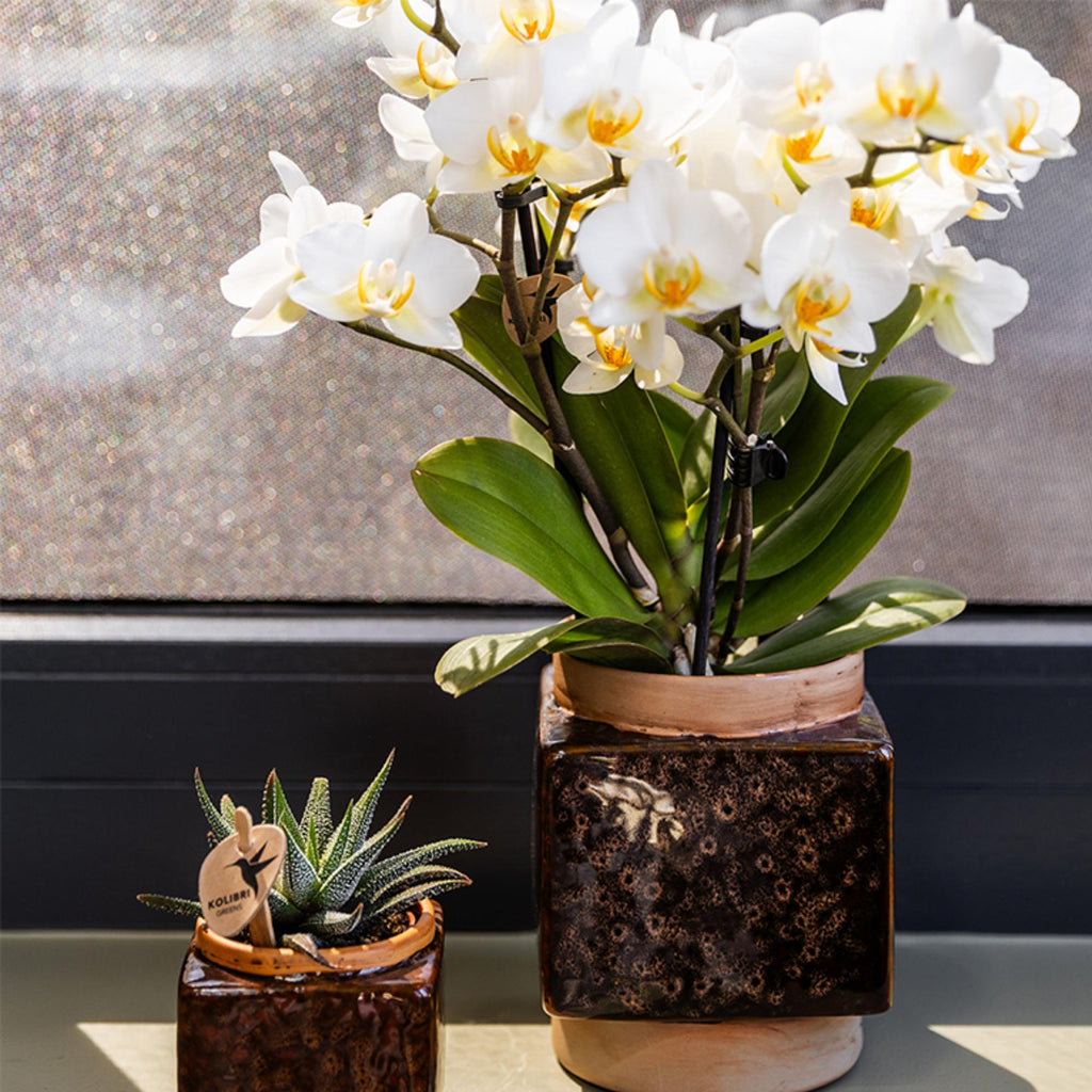 Orchidées Kolibri | Orchidée phalaenopsis blanche, pot de 9 cm de diamètre | Lausanne | Plante d'intérieur fleurie - fraîchement cueillie