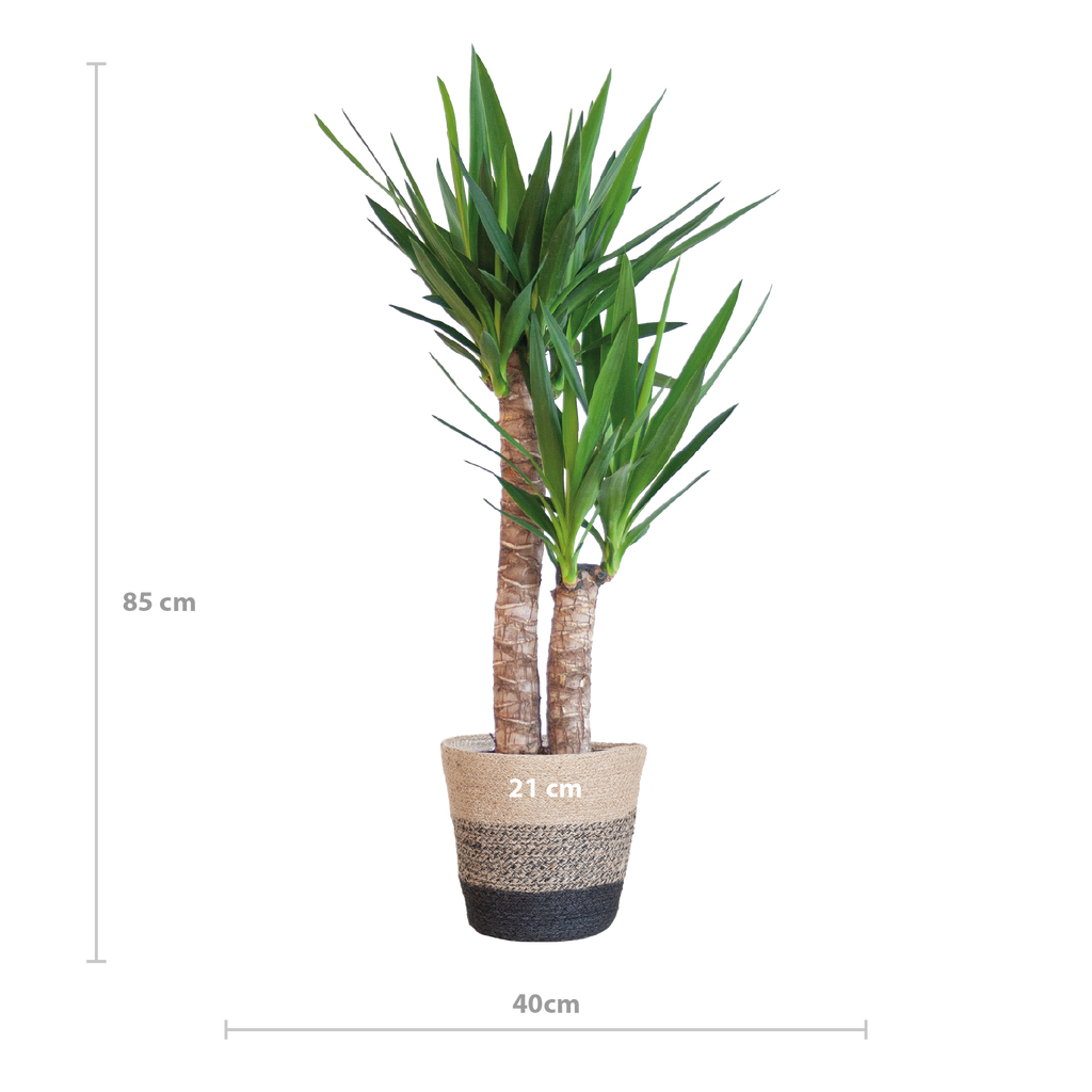 Yucca Elephantipes met Mand Lissabon zwart - 90cm - Ø21