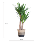Yucca Elephantipes met Mand Lissabon zwart - 90cm - Ø21