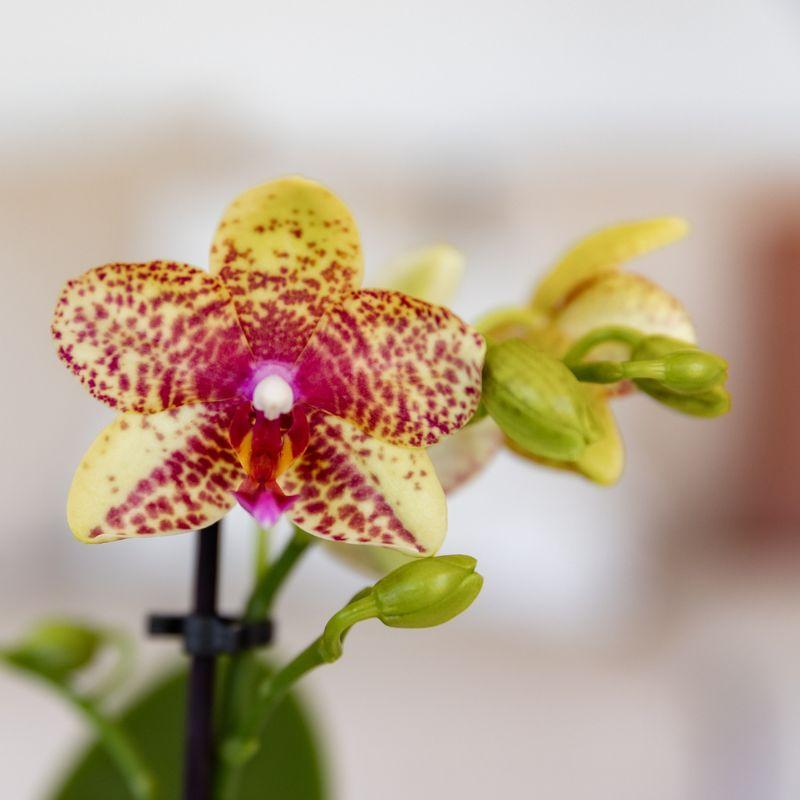 Orchidées Kolibri | Orchidée phalaenopsis jaune orangé, pot de 9 cm de diamètre | Grosseto | Plante d'intérieur fleurie - Directement du producteur