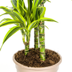 Dracaena Deremensis Lemon Lime met mand Ø21cm - ↕90 - 110cm