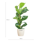 Ficus Lyrata met Viber pot wit - 80cm - Ø21