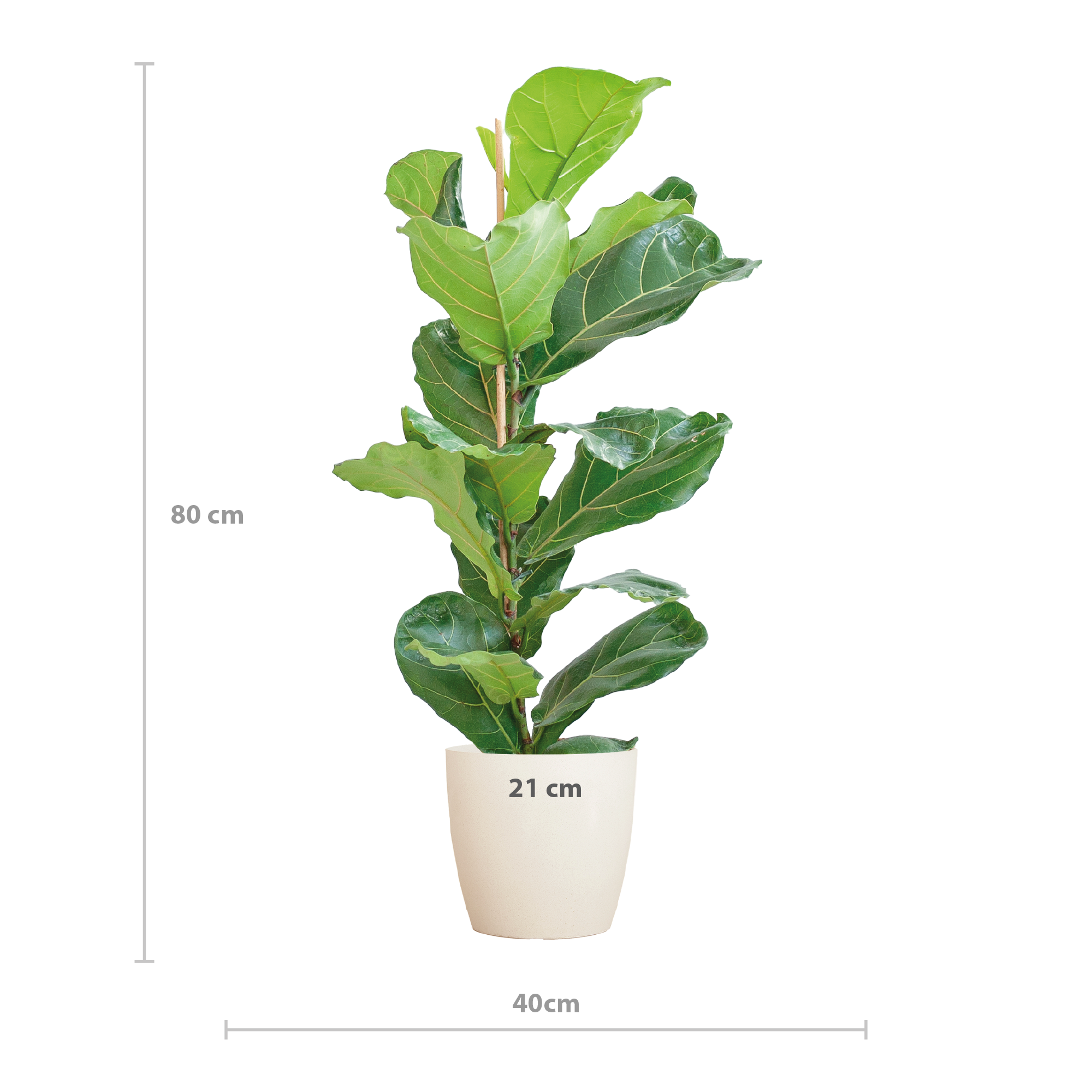 Ficus Lyrata met Viber pot wit - 80cm - Ø21