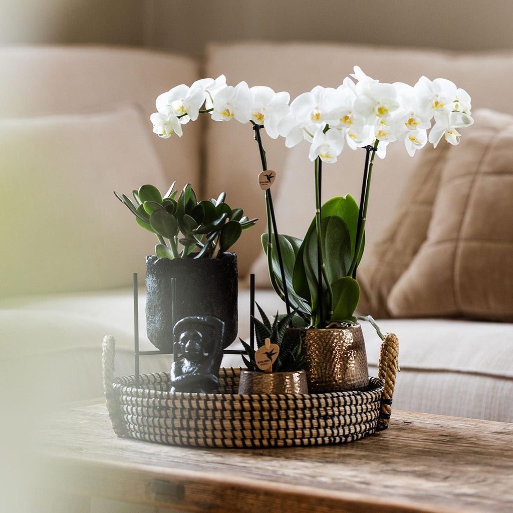 Kolibri Company | Coffret cadeau Nature Urbaine | Ensemble de plantes comprenant une orchidée Phalaenopsis et des succulentes, avec pots décoratifs en céramique