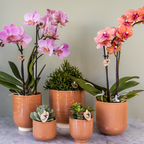 Kolibri Orchids | COMBI DEAL van 2 Phalaenopsis orchideeën - Treviso - potmaat Ø9cm | bloeiende kamerplant - vers van de kweker