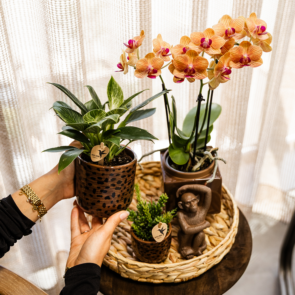 Kolibri Home | Leopard sierpot - Ø9cm