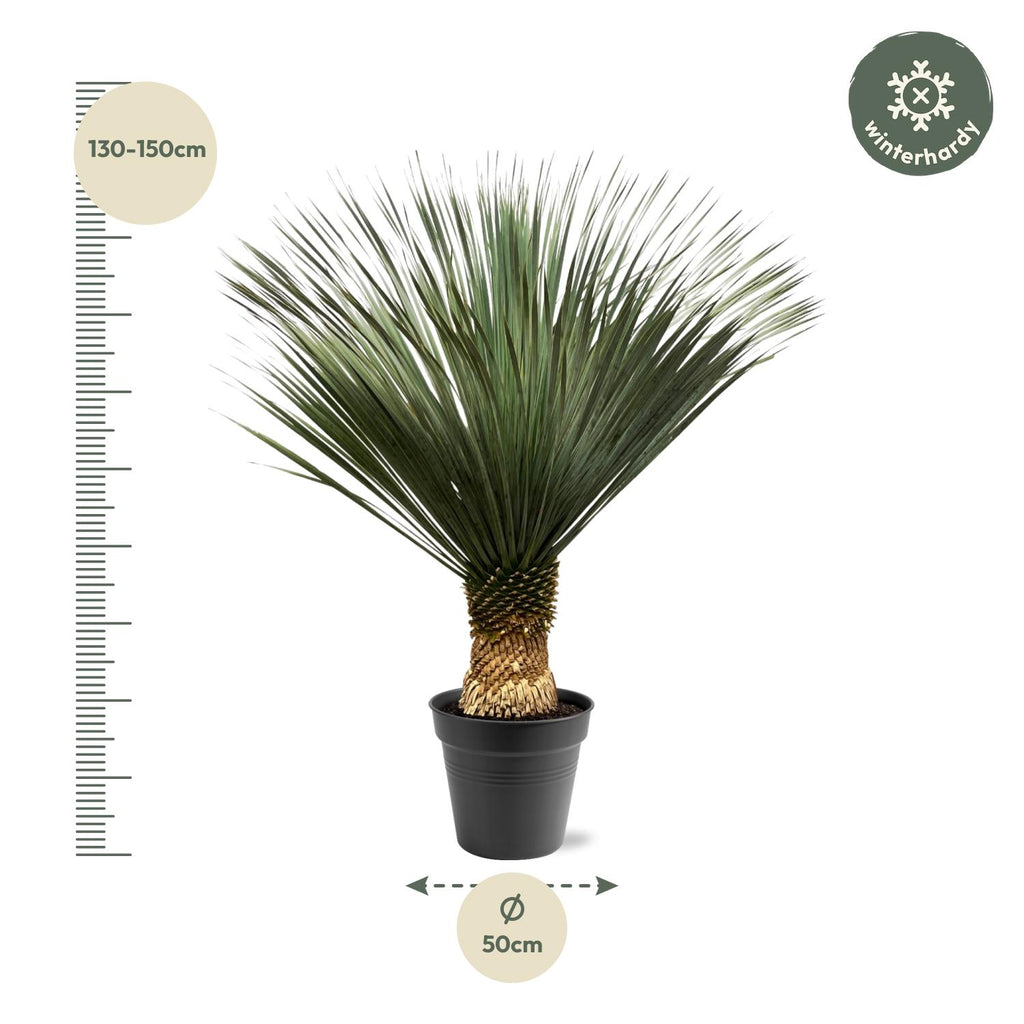 Yucca Rostrata - 140 - 160 cm - Ø50