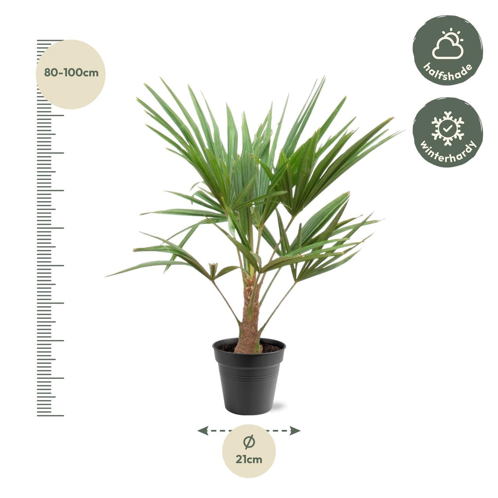 Trachycarpus Fortunei – 90–100 cm – Ø21