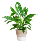 Spathiphyllum met Mand Lissabon wit - 80cm - Ø21