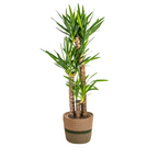 Yucca Elephantipes met mand Ø24cm - ↕120 - 140cm