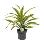 Dracaena Fragrans Lemon Lime - Ø17cm - ↕40cm