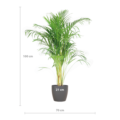 Areca Palm (Dypsis) mit Viber Grijs - 100cm - Ø21