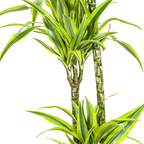 Dracaena Deremensis Lemon Lime met mand Ø24cm - ↕130 - 150cm
