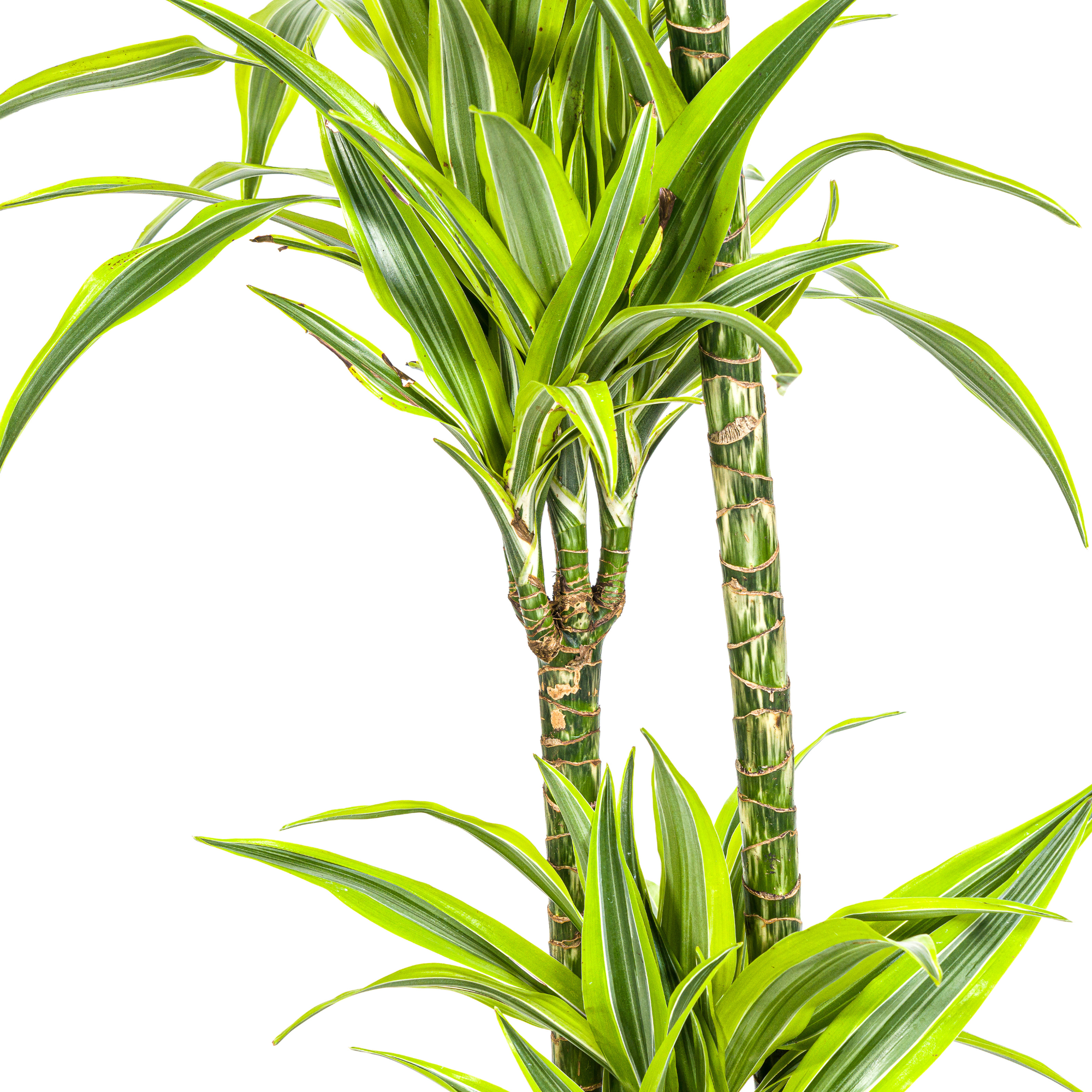 Dracaena Deremensis Lemon Lime met mand Ø24cm - ↕130 - 150cm