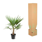 Trachycarpus Fortunei – 90–100 cm – Ø21