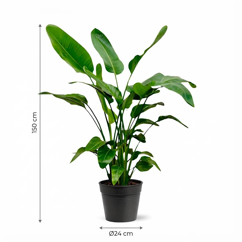 Strelitzia Nicolai - 150cm - Ø24