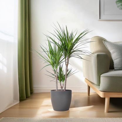 Dracaena Marginata mit Viber-Topf grau - 95cm - Ø21