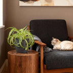 Green boutiQ - Kamerplant - Chlorophytum comosum Bonnie - Krullende Graslelie - Huisdiervriendelijke Plant - Groen - 1 Plant - met Potter Grijs - Pot 12cm - Hoogte 20cm