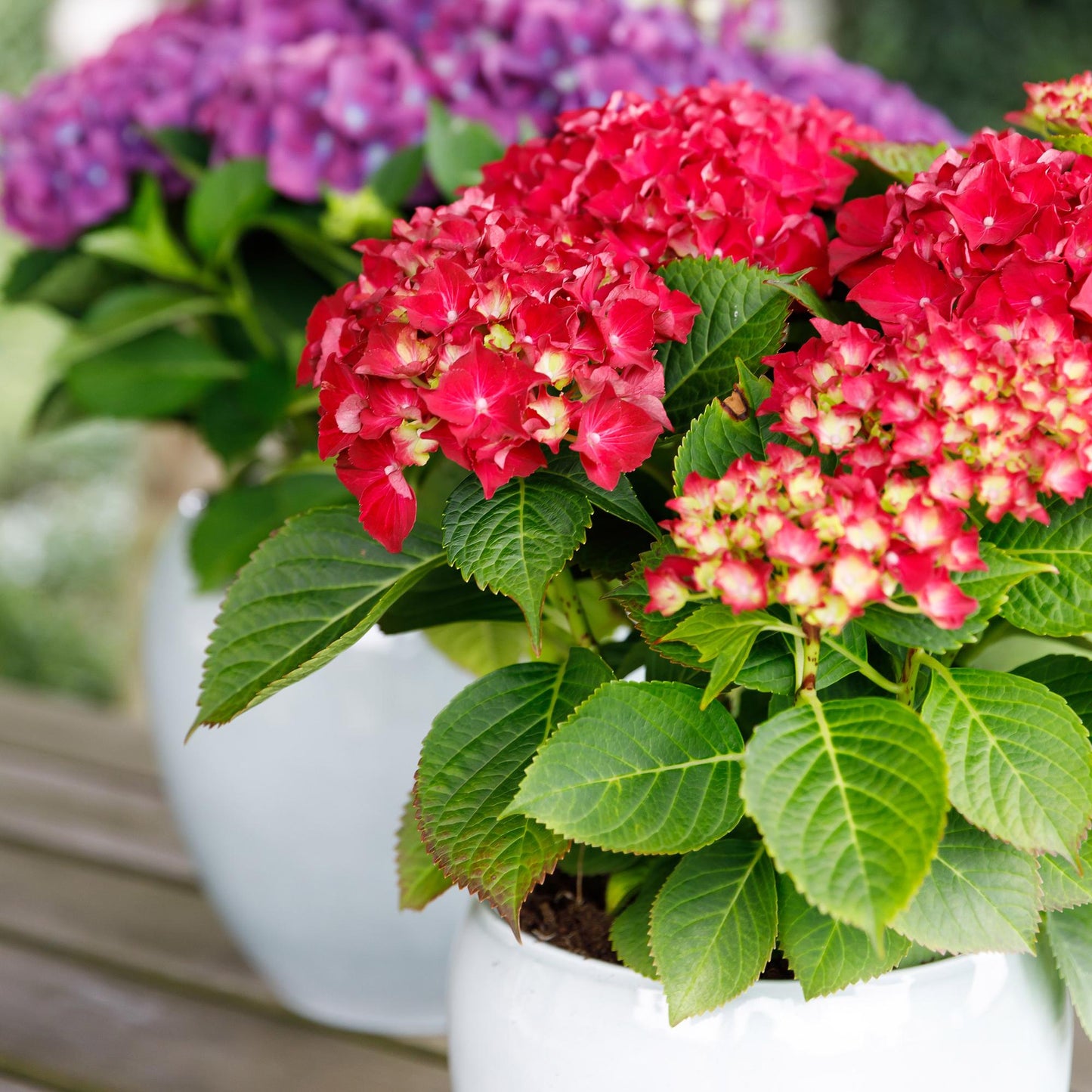 Green boutiQ – Terrassenpflanze – Hortensie – Hydrangea Forever &amp; Ever – Rot – 7–12 Blüten – 2 Pflanzen – Topf 23 cm, Höhe 55 cm