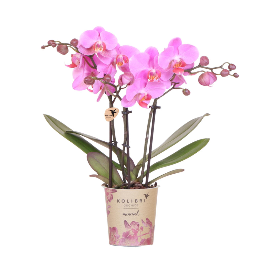 Orchidées Kolibri | Orchidée phalaenopsis rose-violette, pot de 9 cm de diamètre | Frederikstad | Plante d'intérieur fleurie - fraîchement cueillie