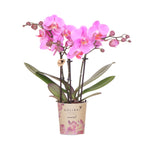Orchidées Kolibri | Orchidée phalaenopsis rose-violette, pot de 9 cm de diamètre | Frederikstad | Plante d'intérieur fleurie - fraîchement cueillie
