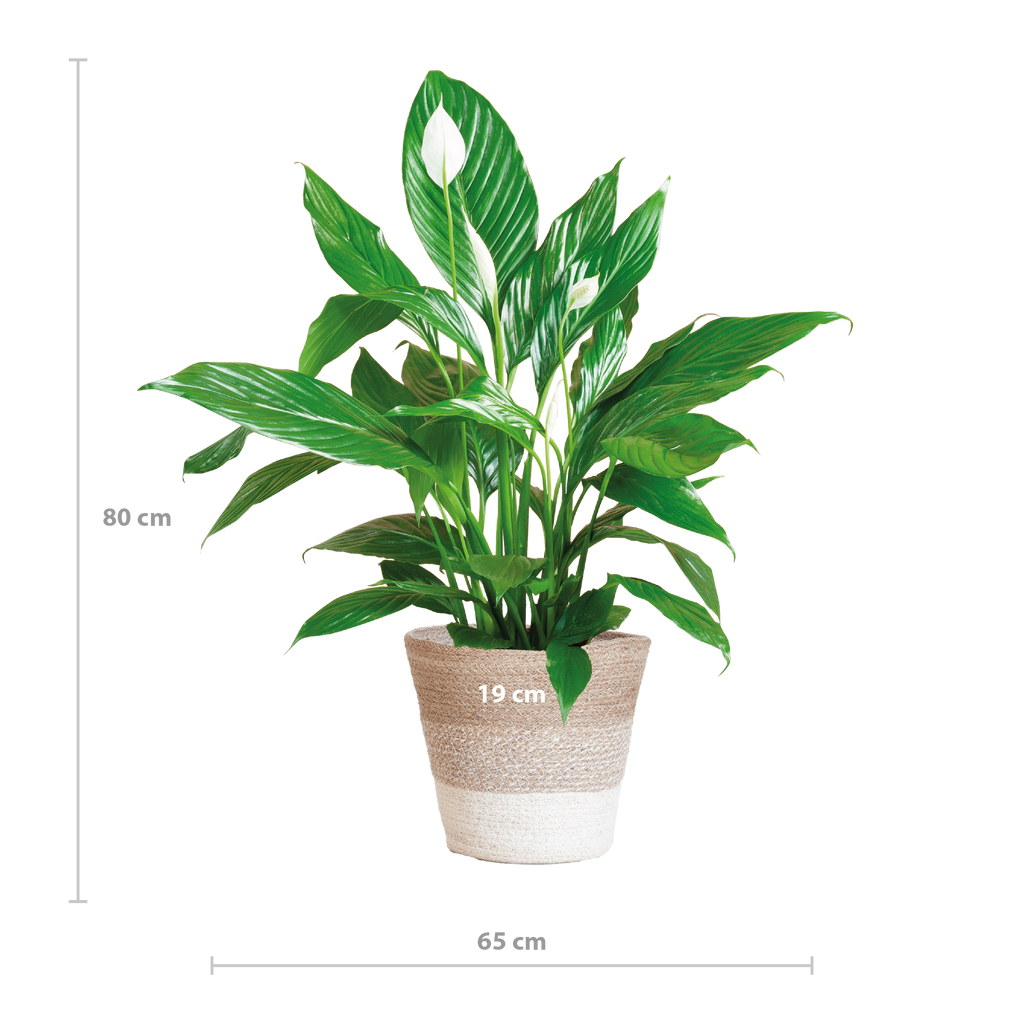 Spathiphyllum met Mand Lissabon wit - 80cm - Ø21