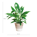 Spathiphyllum met Mand Lissabon wit - 80cm - Ø21