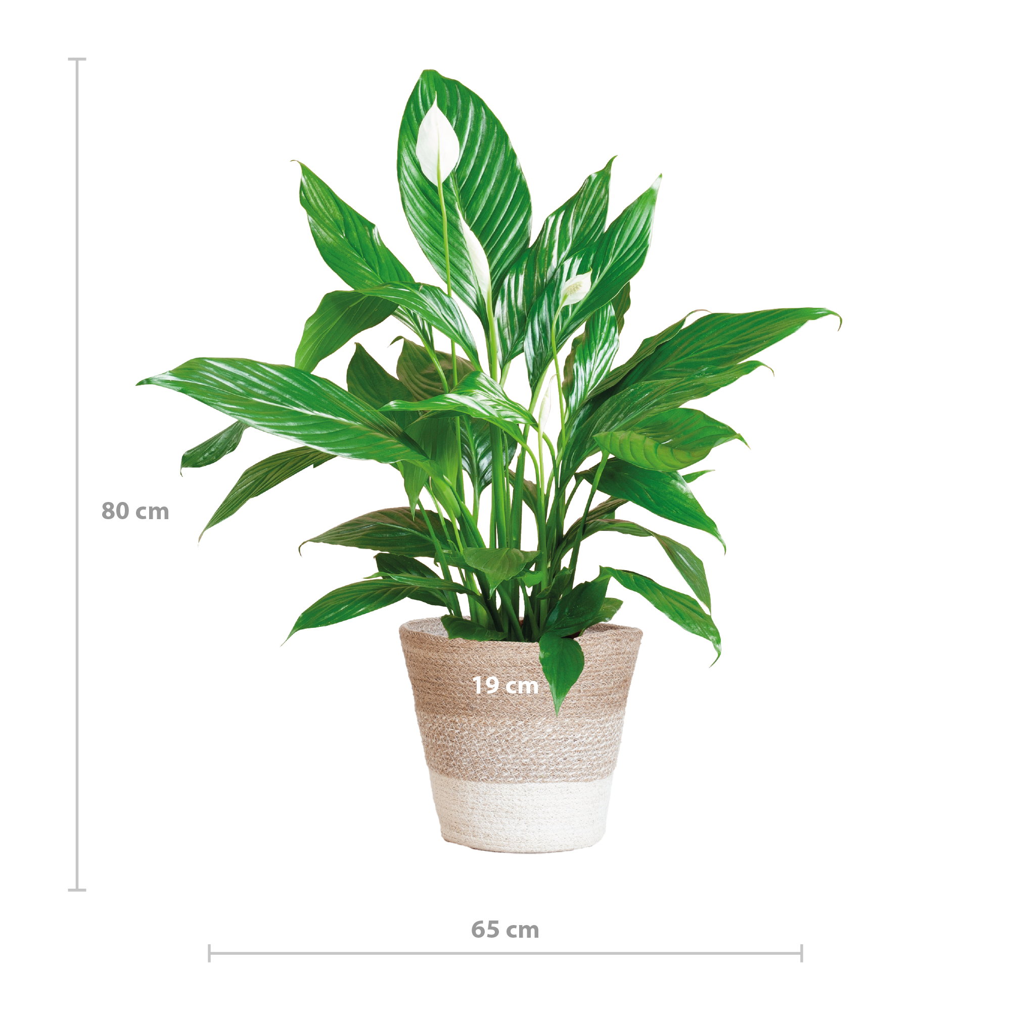 Spathiphyllum met Mand Lissabon wit - 80cm - Ø21
