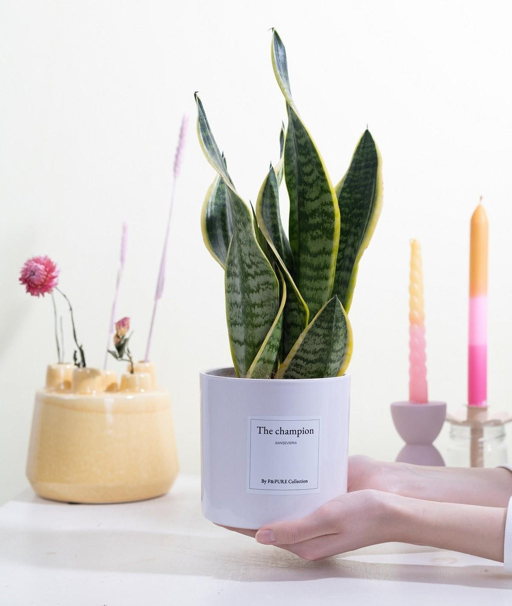 Sansevieria Geschenk „Der Champion“ MIT GRUßKARTE! - Ø12cm - ↕30cm