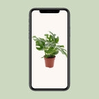 Monstera Minima - Ø12cm - ↕25cm