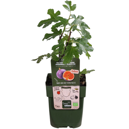 6 x Bio-Feigenbäume - Ø 13 cm - ↨ 20 cm